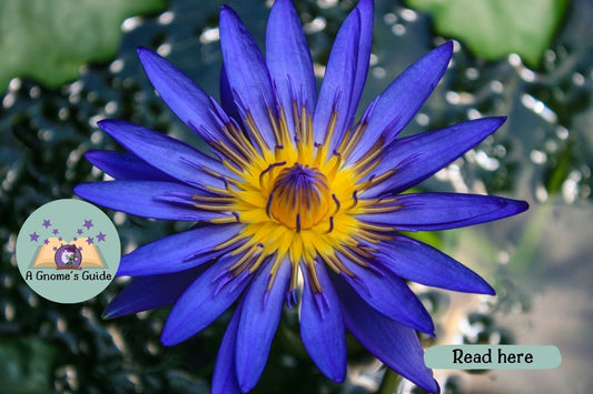The Benefits of Blue Lotus and Moss Scent